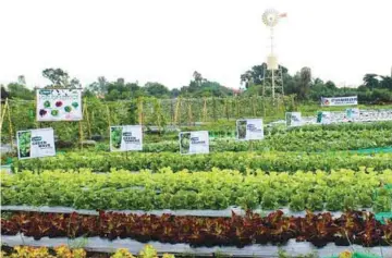  ??  ?? Different varieties of lettuce like Green Wave, Green Towers, Grande, and Green Frillice from Condor seeds grow profusely and are ready for harvesting at the Villar SIPAG Urban Farm School.