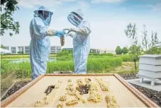  ??  ?? Left: In the grounds of the Rolls-Royce facility in Goodwood, 250,000 miniature workers are employed in honeycomb factories. Above right: The apiary project is Rolls-Royce Motor Cars’ response to the threat facing Britain’s honey bee population.