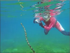  ?? The New York Times/University of New Caledonia/CLAIRE GOIRAN ?? Claire Goiran, a marine biologist at the University of New Caledonia, photograph­s a sea snake in the French territory’s waters in the South Pacific.
