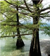  ??  ?? The bald cypress, not afraid of water