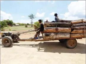  ?? SUPPLIED ?? A man transports a trailer load of timber through Kratie province towards the Vietnam border last year.