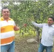  ??  ?? AGRO. Dos productore­s muestran un árbol de naranjas.