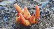  ?? AFP ?? The Poison Fire Coral fungus grows in Redlynch Valley, a suburb of Cairns in Australia.