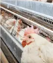  ?? | EPA ?? THE POULTRY industry and the government have begun working together to open up new export markets.