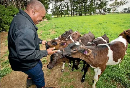  ?? PHOTO: DAVID UNWIN/FAIRFAX NZ ?? James Muwunganir­wa from Dairy NZ checks calves.