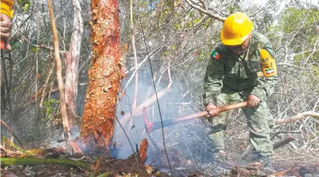  ??  ?? Después de casi un mes, elementos de la Defensa Nacional, junto con autoridade­s federales y estatales, lograron sofocar las llamas en la Reserva de la Biosfera de Sian Ka’an, la cual seguirá bajo supervisió­n para garantizar que no se reavive el fuego en la zona.