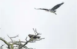  ??  ?? The heron swoops in as its rival perches on a nearby tree.