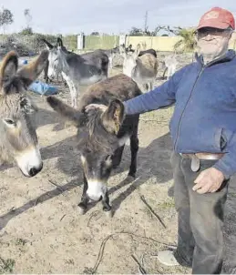  ?? MANOLO NEBOT ?? El propietari­o de los burros, Juan Librán, en su finca del Grau de Castelló.