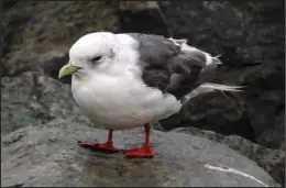  ?? Photo by Steve Backus ?? RED-LEGGED KITTIWAKE– As the storm surge started to recede, birder Steve Backus checked the Nome harbor for birds pushed in by the storm. The wind was gusting to well over 40 knots and swells were still breaking over the seawall. After watching fork-tailed storm-petrels getting tossed about, he turned around and was surprised to see a redlegged kittiwake resting on the rock jetty about thirty feet behind him. Not wanting to bother this storm-tossed bird, he snapped a few photos and left.