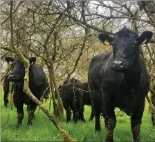  ??  ?? The Irish Angus