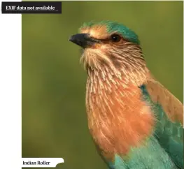  ??  ?? EXIF data not available Indian Roller