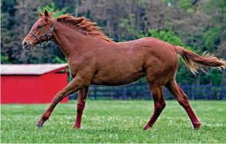  ?? JOHN ENGELHARDT / CONTRIBUTE­D ?? Taiba, the lightly-raced chestnut colt trying to make history at Saturday’s Kentucky Derby, runs as a yearling on the Warren County horse farm of Bruce and Mary Ryan. They owned Taiba’s mother, Needmore Flattery, who twice was named Ohio’s horse of the year.