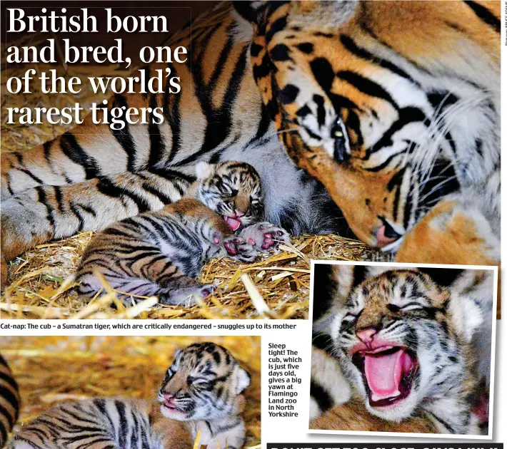  ??  ?? Cat-nap: The cub – a Sumatran tiger, which are critically endangered – snuggles up to its mother Sleep tight! The cub, which is just five days old, gives a big yawn at Flamingo Land zoo in North Yorkshire