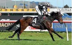  ?? RACE IMAGES ?? Darci La Bella is one of two form runners for Taranaki trainer Allan Sharrock in today’s Listed Opunake Cup in New Plymouth.