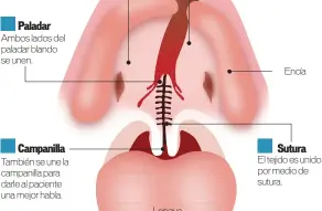  ??  ?? Paladar Campanilla Sutura