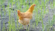  ?? JOSE CARLOS FAJARDO/STAFF ?? The estate’s organic fruit trees and produce sustain EDGE, the restaurant founded by chef John Mcreynolds, top. A Buff Orpington hen, above, steps carefully among rows of onions.