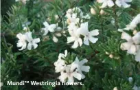  ??  ?? Mundi™ Westringia flowers.