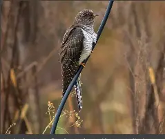 ?? ?? Corncrake and Common Cuckoo are not species that may immediatel­y spring to when it comes to Eurasian species reaching eastern North America, yet both have establishe­d track records of making it there. This Corncrake (left) gave great views on Long Island in November 2017, while this Common Cuckoo (right) was well twitched in Rhode Island in November 2020. Two of the latter species followed in autumn 2025.