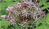  ?? ?? Allium cristophii
Star of Persia is an impressive globe of beautiful starry violet flowers with a metallic sheen and looks great in the border or a vase.