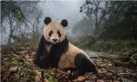  ??  ?? Ye Ye, a 16-year-old giant panda, in Wolong reserve in Sichuan Province, China. ‘The first thing you should know is that pandas bleat. Yes, they bleat … although it isn’t a bleat like you or know it.’ Photograph: Reuters