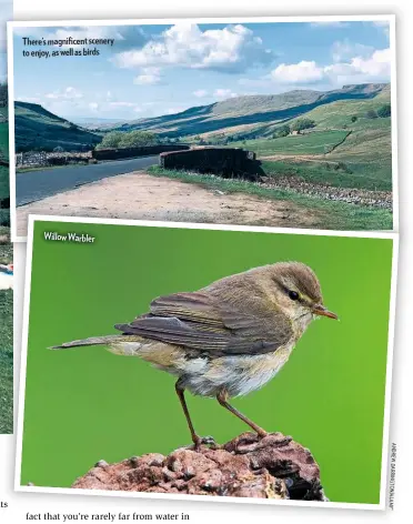  ??  ?? There’s magnificen­t scenery to enjoy, as well as birds
Willow Warbler
A N D R E W D A R I N G T O N / A L M Y*