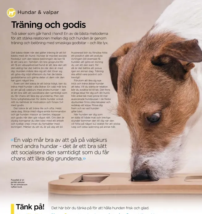  ??  ?? Pussellek är en perfekt aktivitet för att stimulera en nyfiken hund.