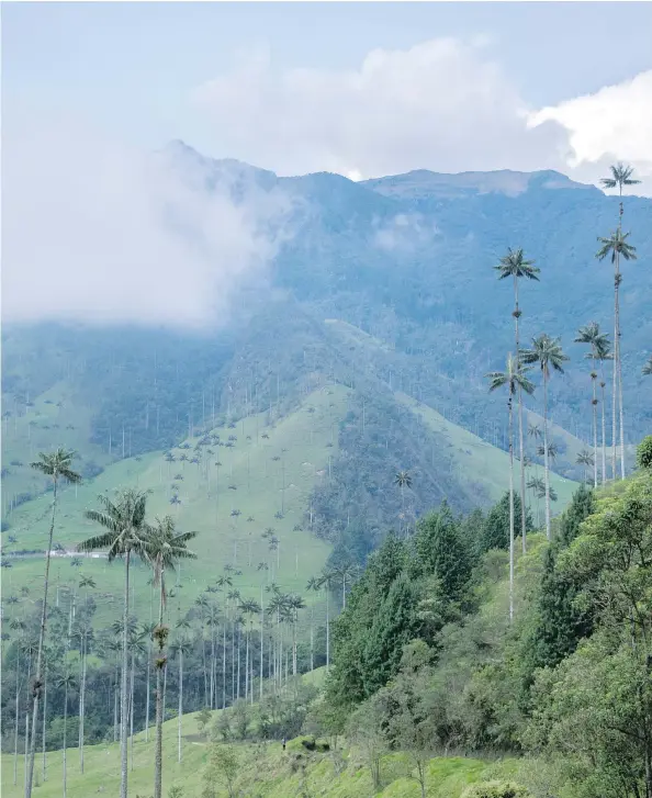  ?? — GETTY IMAGES FILES ?? Take an exhilarati­ng 30-minute drive into the Cocora valley for a hike in Los Nevados National Park in Colombia.