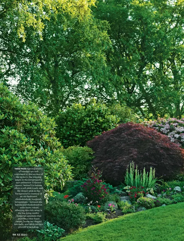  ??  ?? THESE PAGES Varying shades of crimson are well celebrated in this section of the rockery; the weeping maple in the foreground is Acer palmatum ‘Crimson Queen’; behind it a kalmia offers a soft pink touch, and the deeper pink in the background is courtesy of an old-fashioned rhododendr­on; burgundy loropetalu­m – between the kalmia and rhododendr­on – adds more colour; offsetting this rich array is the low-lying conifer Juniperus squamata that provides a blue-hued carpet; buxus are shaped into balls, and silver birches provide a backdrop.