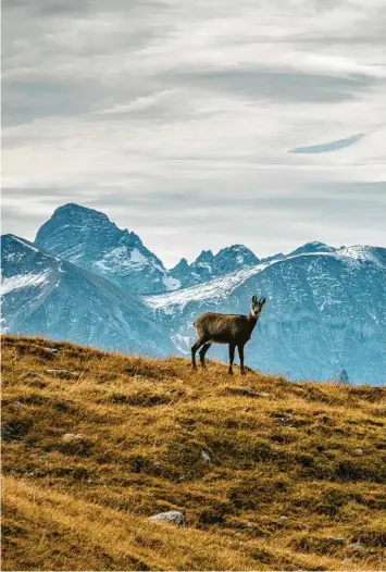  ?? Fotos: Stefan Mosert,stock adobe/Felicitas Lachmayr ?? In der vergangene­n Jagdsaison wurden bayernweit rund 4000 Gämsen erlegt.