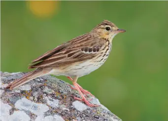  ?? ?? THREE: Tree Pipit (Palencia, Spain,
4 June 2016). This Tree Pipit closely resembles the preceding Meadow Pipits, but note the typically stronger and deeper-based bill, a contrast between relatively bold streaking across the breast and weaker lines down the flanks, and an attractive golden-yellow wash across the face and breast. On such a close view, note also the hind claw, which is noticeably shorter than that of Meadow Pipit.