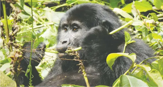  ?? PHOTOS: SHARON LINDORES ?? Visits are carefully monitored in Uganda’s Bwindi Impenetrab­le National Park, which is home to about 500 mountain gorillas — half of the world’s population.