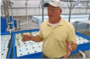  ??  ?? In his greenhouse, Morris grows greens hydroponic­ally using wastewater from the fish he raises.