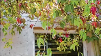  ?? Foto: Andrea Warnecke, tmn ?? Wilder Wein ist nicht nur eine Augenweide, sondern noch dazu ein wahres Klettertal­ent. Seine Kraft kann aber auch Gefahr für das Mauerwerk oder die äußere Wärmedämmu­ng sein.