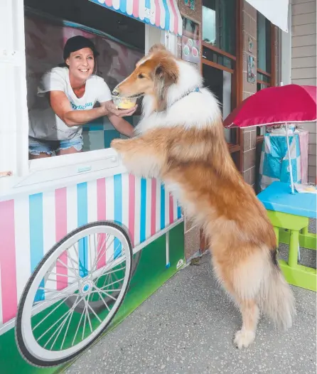  ?? Picture: MIKE BATTERHAM ?? Stacee Sanderson has tapped into the exploding pet market by opening a dog cafe at Palm Beach. Her latest customer, Angus the rough collie, agrees with the menu.