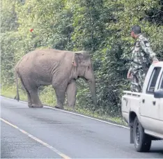  ?? PHOTOS BY WICHAN CHAROENKIA­TPAKUL ?? A park ranger tries to encourage a stray elephant to return to the forest in Khao Yai National Park in Prachin Buri.