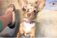  ?? ROSHELLE PEARSON/COURTESY ?? Princess the Chihuahua was shot and killed Sept. 29 while out for a walk outside a Davie apartment complex.