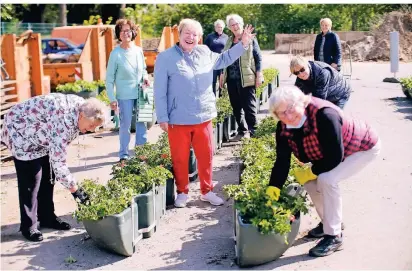  ?? RP-FOTO. ACHIM BLAZY ?? Uschi Klützke (Mitte) sorgt mit ihren Helferinne­n dafür, dass Blumenampe­ln in der City einen Wiedererke­nnungseffe­kt erzeugen.