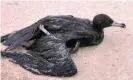  ?? Photograph: Department of Environmen­t and Conservati­on/PR IMAGE ?? A sick and injured shearwater bird at Mandalay beach in Western Australia in 2013.