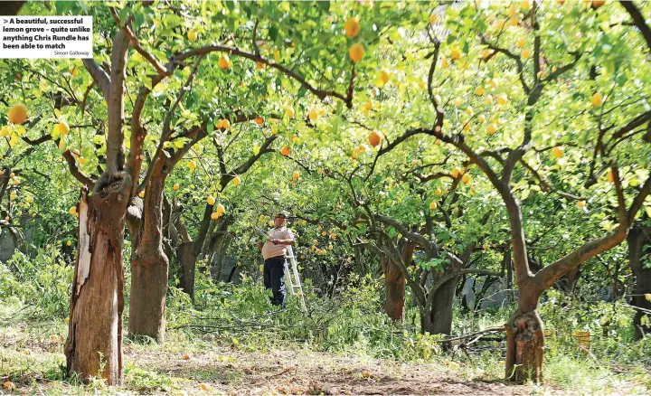  ?? Simon Galloway ?? A beautiful, successful lemon grove – quite unlike anything Chris Rundle has been able to match