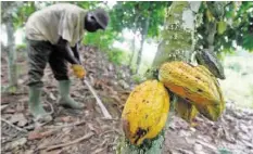  ?? EPA ?? Kakaoanbau an der Elfenbeink­üste: Auch der Import wäre betroffen.