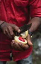  ??  ?? A nutmeg fruit is split open at the spice garden, showing a dark gem.