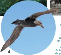  ??  ?? 1. Los lobos marinos son los únicos pinnípedos con orejas. 2. Los bosques de macroalgas pueden ostentar una altura aproximada de hasta 30 metros. 3. El cormorán imperial es un ave que se encuentra solo en el extremo sur de la Patagonia y en las costas antárticas. 4. El vuelo de un petrel austral. 5. Las toninas overas se alimentan de pejerreyes y sardinas fueguinas.