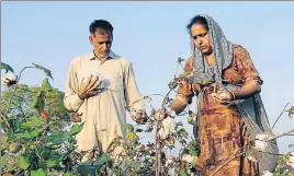  ?? SANJEEV KUMAR/HT ?? ■ Farmers plucking cotton from a field in Talwandi Sabo in Bathinda.