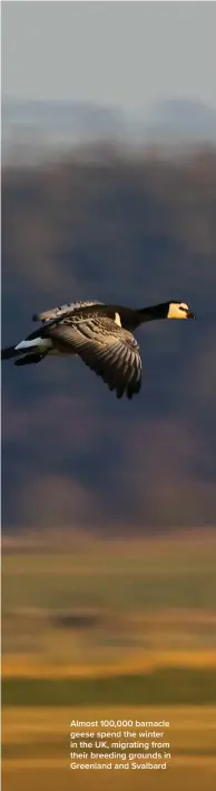  ?? ?? Almost 100,000 barnacle geese spend the winter in the UK, migrating from their breeding grounds in Greenland and Svalbard