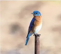  ??  ?? A variety of birds, like this Eastern bluebird, visit the Valle de Oro National Wildlife Refuge.