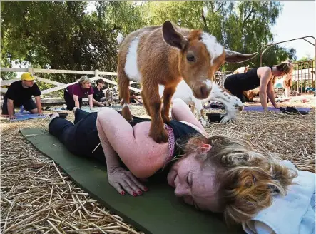  ??  ?? Ebrahimi struggling not to laugh as one of the goats balances on her back. — Photos: AFP