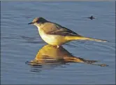  ??  ?? A grey wagtail spotted that morning.