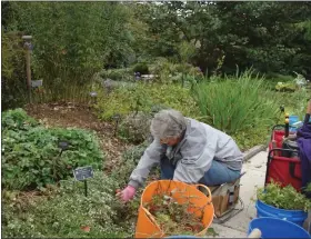  ?? COURTESY OF KIM TRUSTY ?? A Master Gardener volunteer helps to clean up the Demonstrat­ion gardens at the Berks County Agricultur­al Center. Fall is the time to get things in order for next year’s growing season.