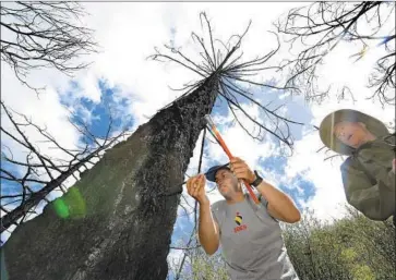  ?? Mel Melcon Los Angeles Times ?? RYAN SALLADAY, left, and fire specialist Max Moritz take samples of a tree in Los Padres National Forest.