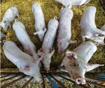  ?? Foto: Holger Holleman, dpa ?? Viele Schweineha­lter in Deutschlan­d bangen um ihre Betriebe.